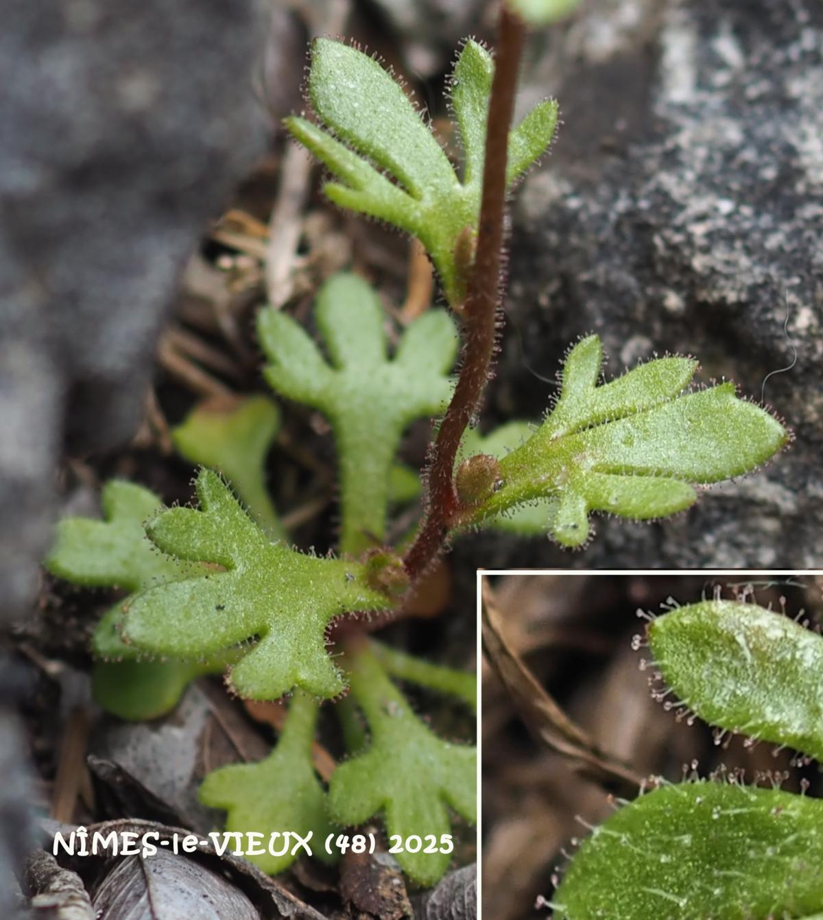 Saxifrage, Rue-leaved leaf